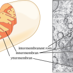 Structurele veranderingen in mitochondriën bij veroudering