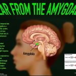 De amygdala en kans op PTSS