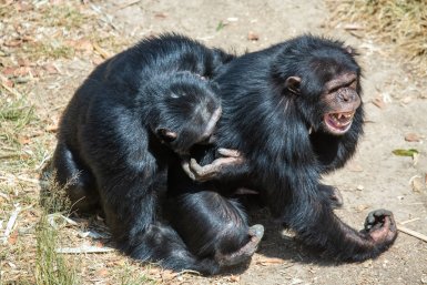 Mannelijke chimpansee omhelst en kust zijn mannelijke soortgenoot na sociale spanningen